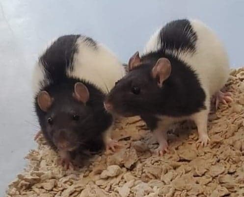 Bianca and Remy