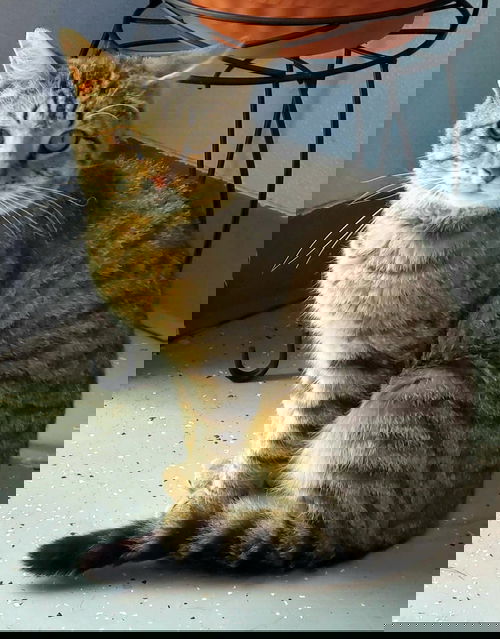 Duke
