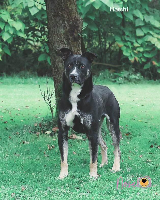 Cane corso best sale and husky mix