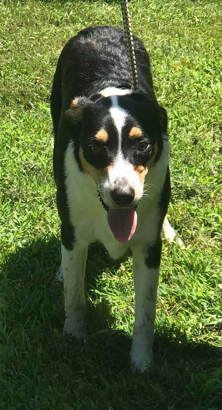 Simon