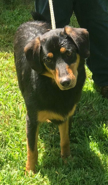 Mowgli
