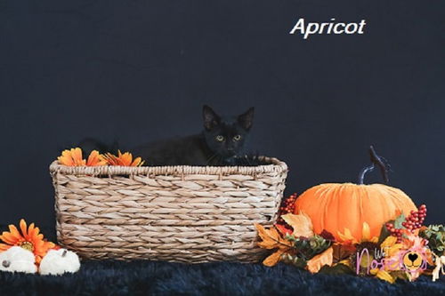 Apricot