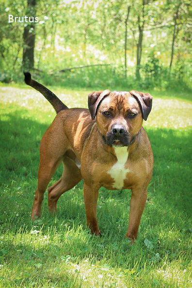 Brutus