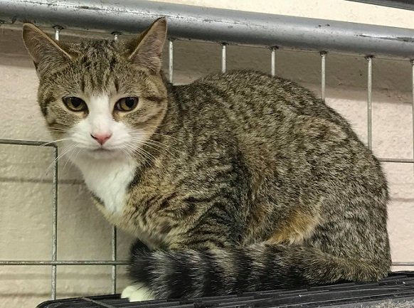 adoptable Cat in Elkins, WV named Nala