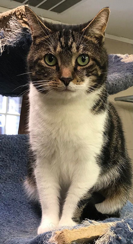 Oscar