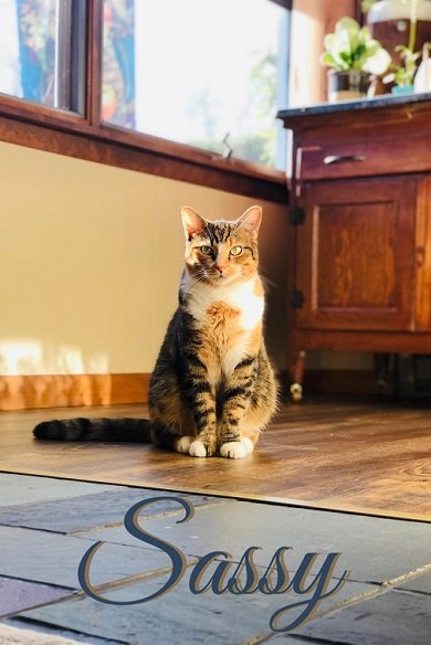 adoptable Cat in Elkins, WV named Sassy