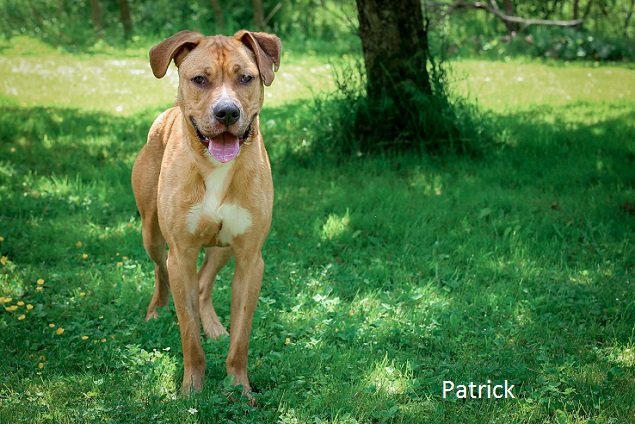 adoptable Dog in Elkins, WV named Patrick