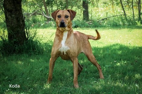 adoptable Dog in Elkins, WV named Koda