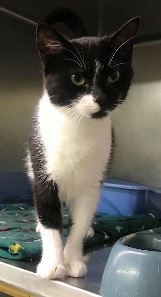 adoptable Cat in Elkins, WV named Pebbles