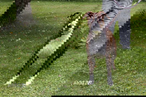 Arrow