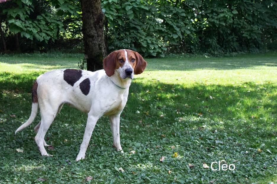 adoptable Dog in Elkins, WV named Cleo