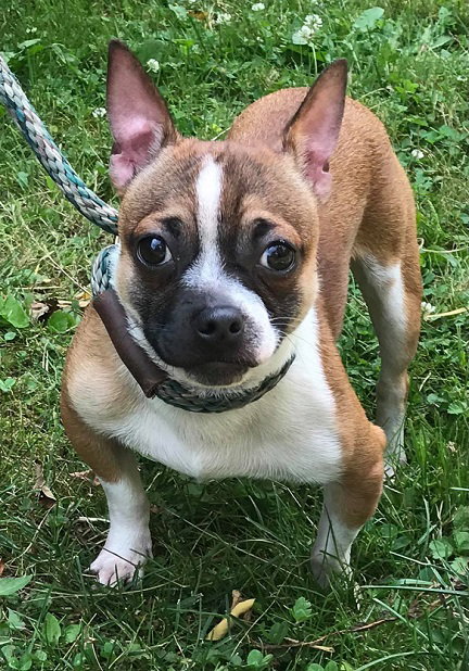 Porkchop