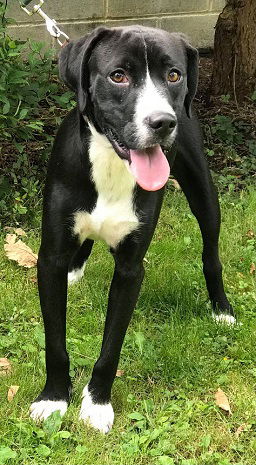 Duke