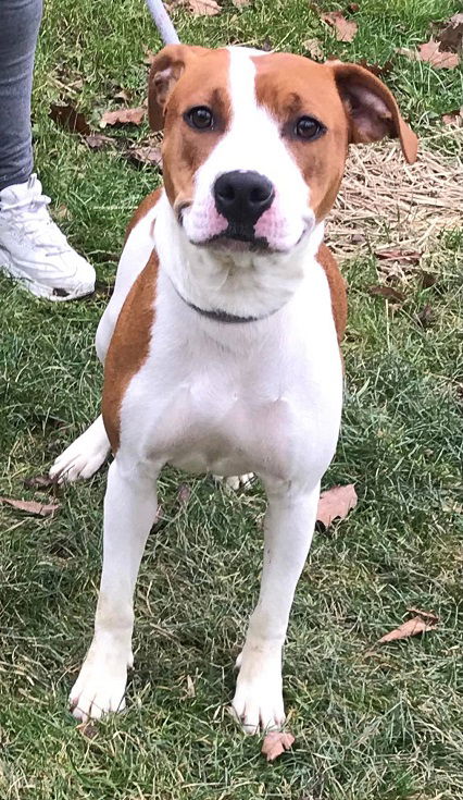 Ava