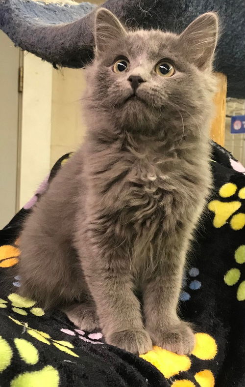 Juniper