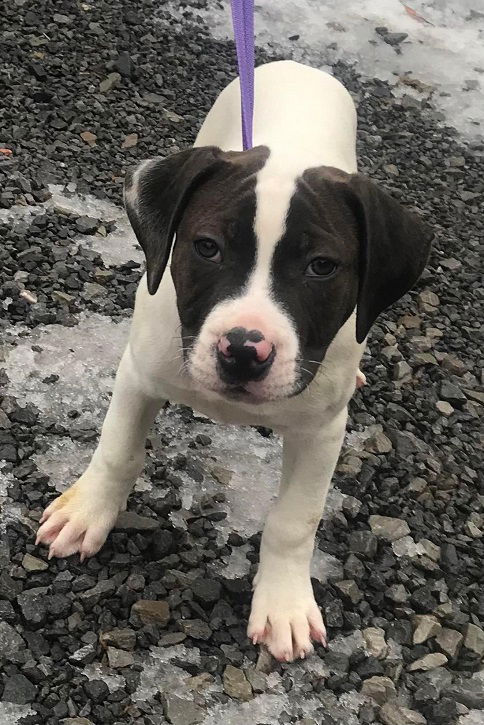 Archie