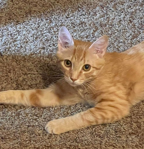 Mello Yello: Meet me at Fancy Paws
