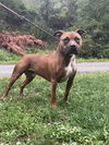 adoptable Dog in Elkins, WV named Herman