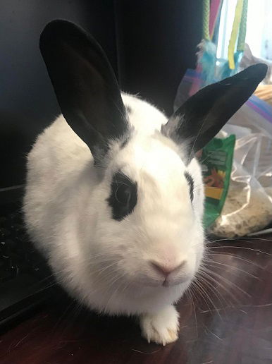 Bun Buns