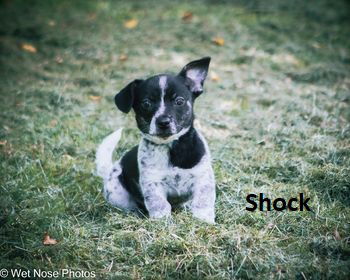 Shock