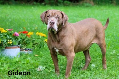 adoptable Dog in Elkins, WV named Gideon