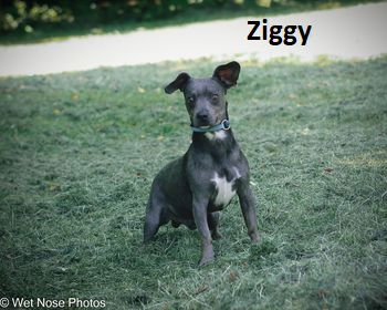 Ziggy