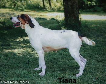 Tiana