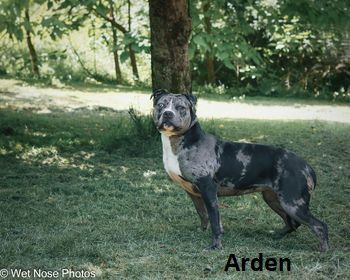 Arden