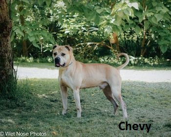 Chevy's Web Page - Randolph County Humane Society