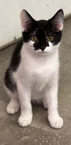 Domino