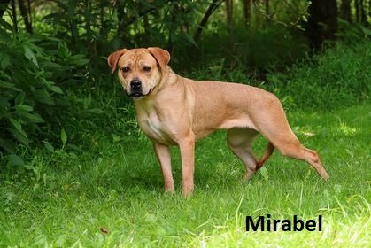 adoptable Dog in Elkins, WV named Mirabel