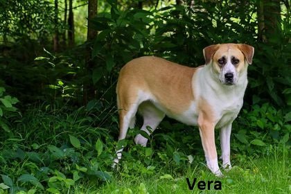 adoptable Dog in Elkins, WV named Vera