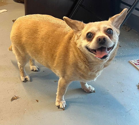 Bitsy