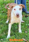adoptable Dog in , WV named Colleen
