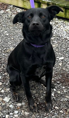 adoptable Dog in Elkins, WV named Willow