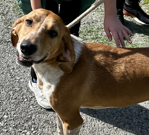 DAN - Hound available for adoption