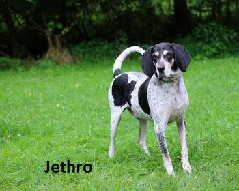 Jethro