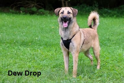 adoptable Dog in Elkins, WV named Dew Drop