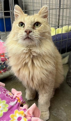 Prince: Adoption Fee Sponsored
