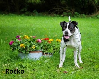 adoptable Dog in Elkins, WV named Rocko