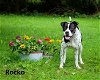 adoptable Dog in  named Rocko