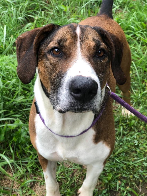 Raider, a dog for adoption from Randolph County Humane Society