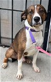 adoptable Dog in elkins, WV named Raider