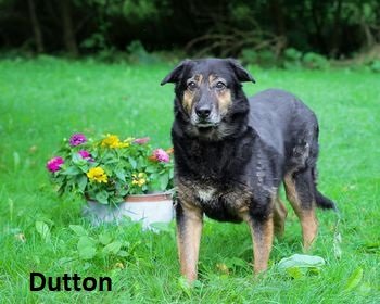 adoptable Dog in Elkins, WV named Dutton