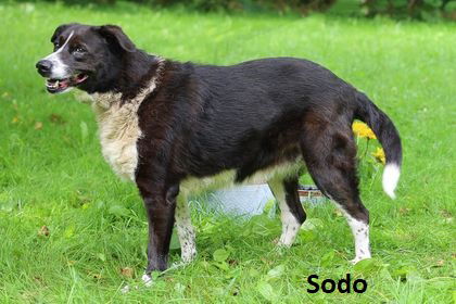 Sodo