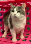 adoptable Cat in elkins, WV named Briar