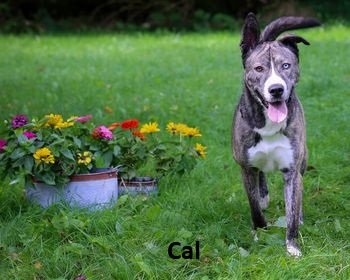 adoptable Dog in Elkins, WV named Cal
