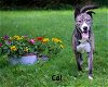 adoptable Dog in , WV named Cal