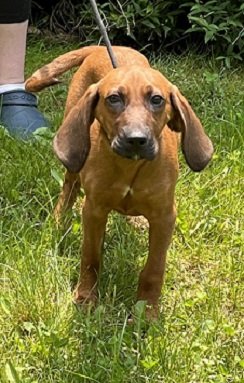 adoptable Dog in Elkins, WV named Penny