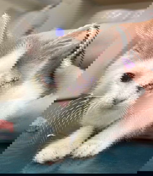 Chalupa